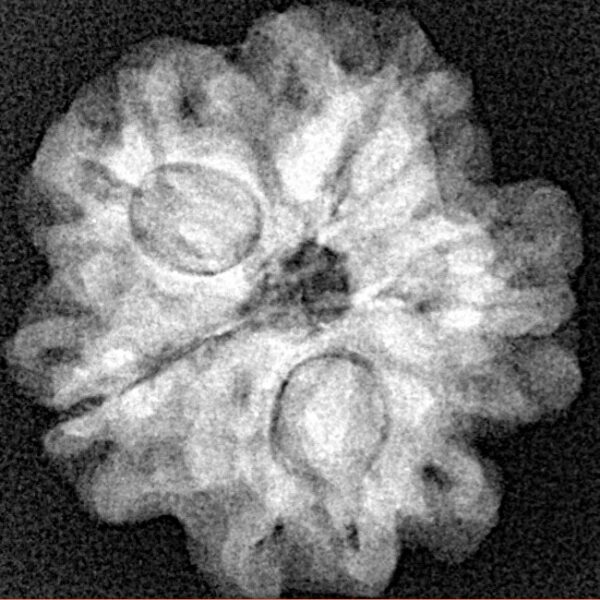 1MK(Underdeveloped) 21.3mm 3gm - Xray