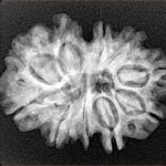 11 Mukhi Rudraksha 26.5mm 4gm - Xray
