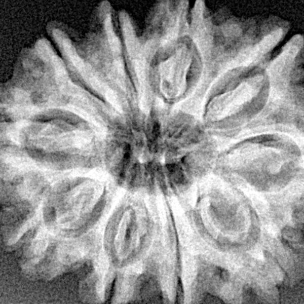 10 Mukhi Rudraksha 28.7mm 5.13gm - Xray