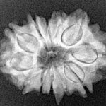 12 Mukhi Ganesh 25.4mm 3.47gm - Xray