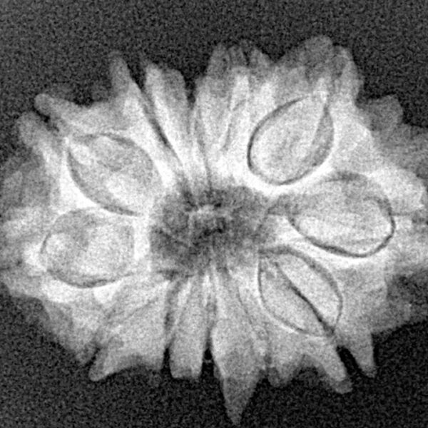 12 Mukhi Ganesh 25.4mm 3.47gm - Xray