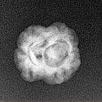 2 Mukhi Rudraksha 17.4mm 1.27gm - Xray
