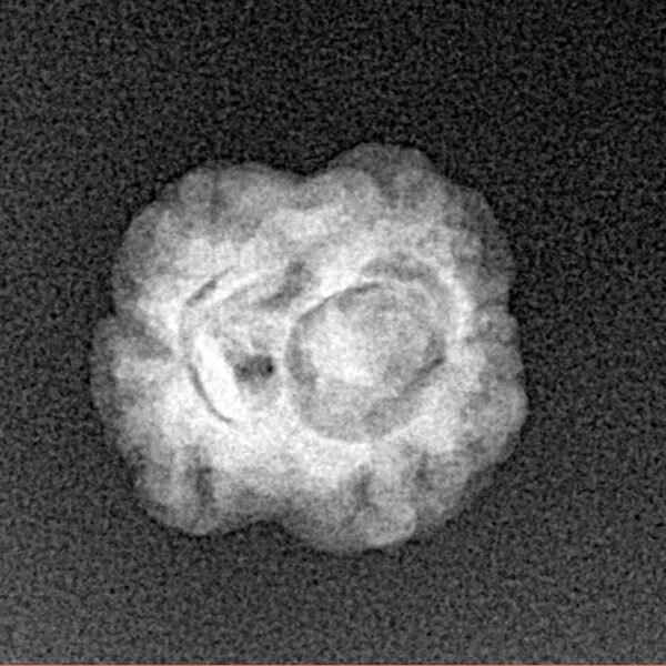 2 Mukhi Rudraksha 17.4mm 1.27gm - Xray