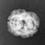 2 Mukhi Rudraksha 19.8mm 1.33gm - Xray