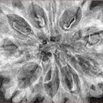 10 Mukhi Rudraksha 35.2mm 5.48gm - Xray