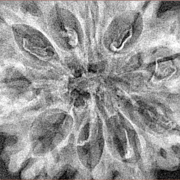 10 Mukhi Rudraksha 35.2mm 5.48gm - Xray