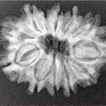 12 Mukhi Rudraksha 26.2mm 4gm - Xray