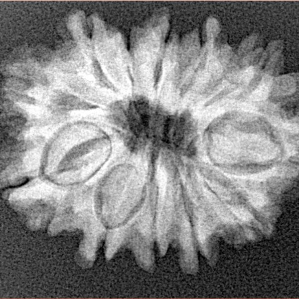 12 Mukhi Rudraksha 26.2mm 4gm - Xray