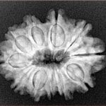 11 Mukhi Rudraksha 26.6mm 4.23gm - Xray