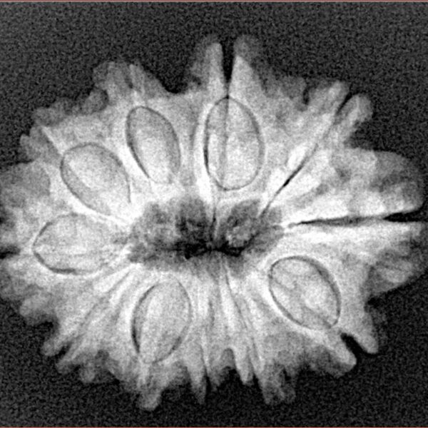 11 Mukhi Rudraksha 26.6mm 4.23gm - Xray