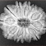 12 Mukhi Rudraksha 25.6mm 4.6gm - Xray