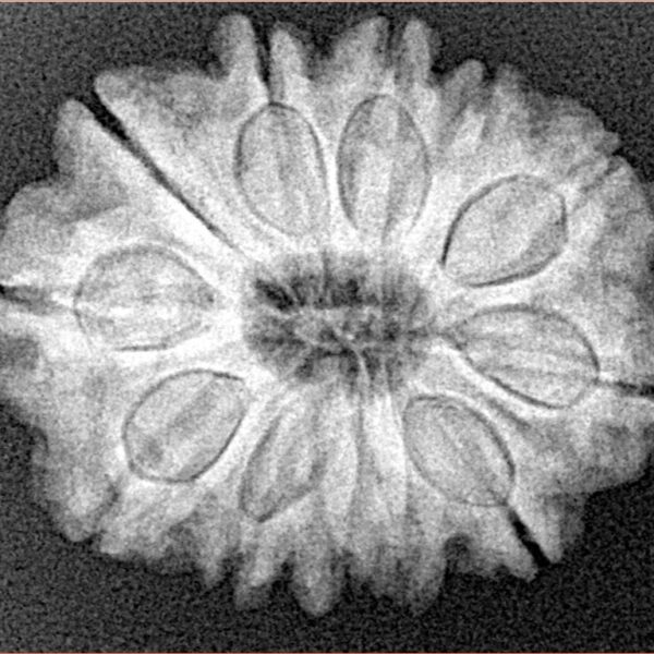 12 Mukhi Rudraksha 25.6mm 4.6gm - Xray