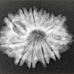 12 Mukhi Rudraksha 26.1mm 3.64gm - Xray