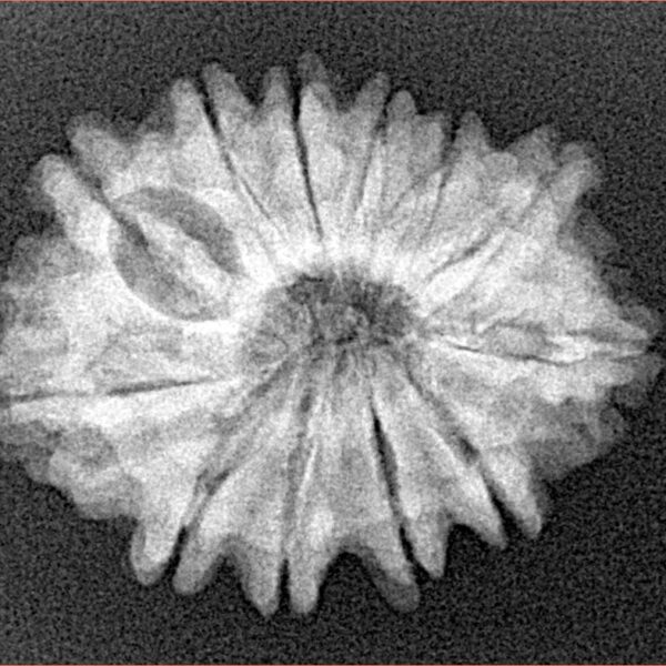 12 Mukhi Rudraksha 26.1mm 3.64gm - Xray