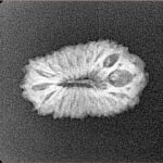 19 Mukhi Rudraksha 20mm 1.51gm - Origin: Indonesia - Xray