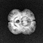 2 Mukhi Rudraksha 19mm 1.33gm - Xray