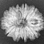 11 Mukhi Rudraksha 23.1mm 2.09gm - Xray