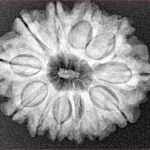 12 Mukhi Rudraksha 27.8mm 5.36gm - Xray