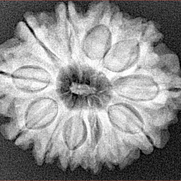 12 Mukhi Rudraksha 27.8mm 5.36gm - Xray