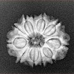 11 Mukhi Rudraksha 21.7mm 2.71gm - Xray