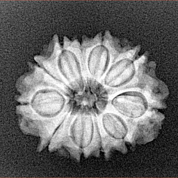 11 Mukhi Rudraksha 21.7mm 2.71gm - Xray