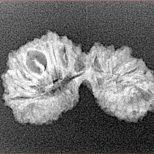 28 Mukhi Gaurishankar 26.5mm 1.66gm - Xray