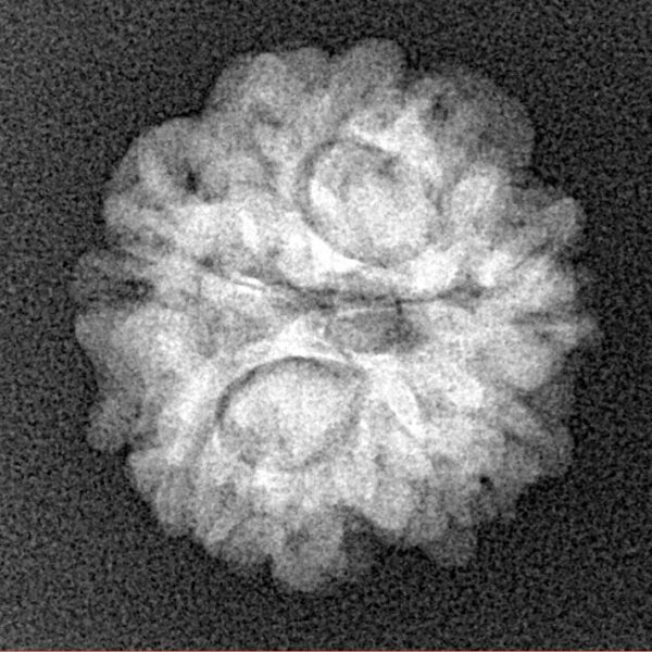 1MK(Underdeveloped) 19.6mm 2.54gm - Xray