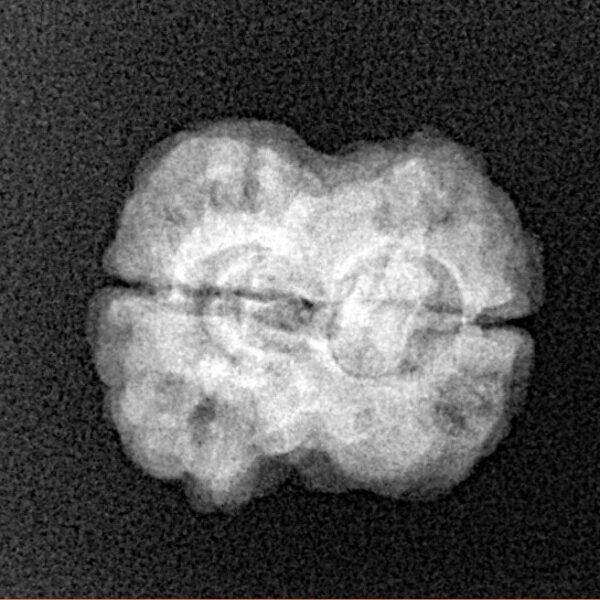 2 Mukhi Rudraksha 22.2mm 2.2gm - Xray