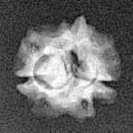 2 Mukhi Rudraksha 15mm 0.86gm - Xray