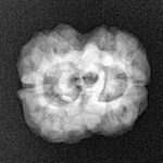 2 Mukhi Rudraksha 23.8mm 2.79gm - Xray