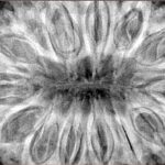 14 Mukhi Rudraksha 40.4mm 12gm - Xray