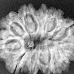 11 Mukhi Rudraksha 30.1mm 6.1gm - Xray