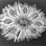 12 Mukhi Rudraksha 26.8mm 3.34gm - Xray