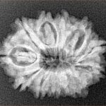 12 Mukhi Rudraksha 24.4mm 3.42gm - Xray