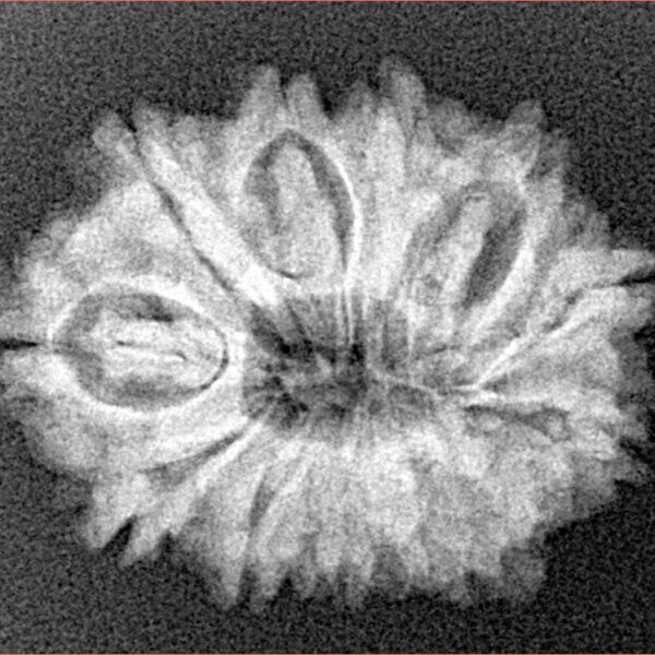 12 Mukhi Rudraksha 24.4mm 3.42gm - Xray