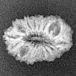 16 Mukhi Rudraksha 18.3mm 1gm - Xray