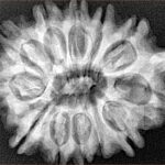 12 Mukhi Ganesh 32.4mm 6.34gm - Xray