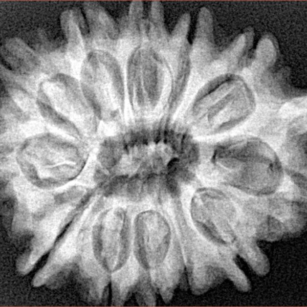 12 Mukhi Ganesh 32.4mm 6.34gm - Xray