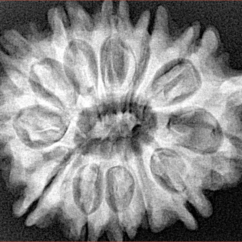 12 Mukhi Ganesh 32.4mm 6.34gm - Xray