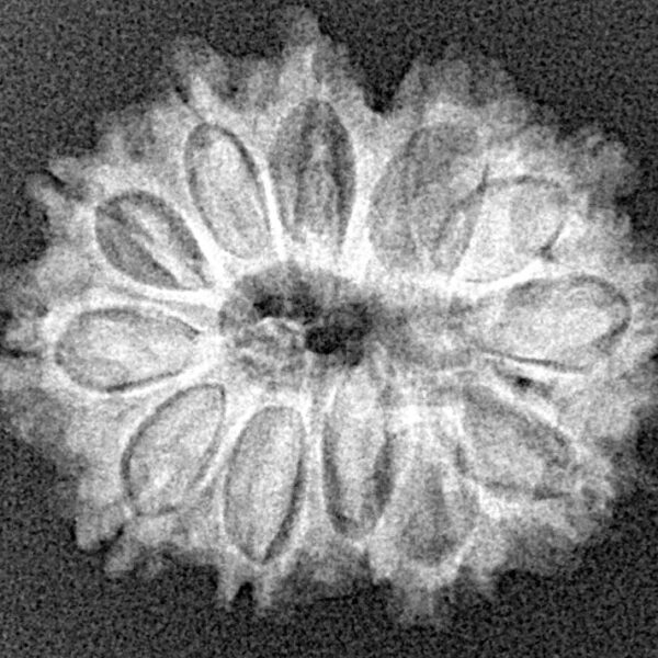 12 Mukhi Rudraksha 24.7mm 3.32gm - Xray