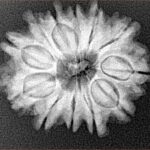 12 Mukhi Rudraksha 25.7mm 4.24gm - Xray