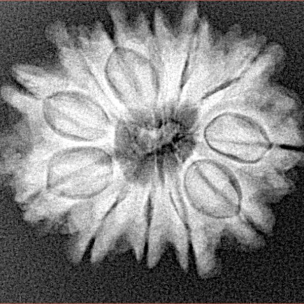 12 Mukhi Rudraksha 25.7mm 4.24gm - Xray