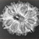 12 Mukhi Rudraksha 25.5mm 3.46gm - Xray