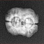 2 Mukhi Rudraksha 18.4mm 1.45gm - Xray