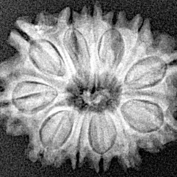 12 Mukhi Rudraksha 22.1mm 2.77gm - Xray