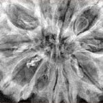 11 Mukhi Rudraksha 36.2mm 8.28gm - Xray