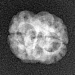 2 Mukhi Rudraksha 19mm 1.19gm - Xray