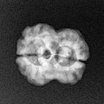 2 Mukhi Rudraksha 20.4mm 1.83gm - Xray