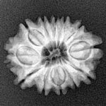 12 Mukhi Rudraksha 21.1mm 2.5gm - Xray