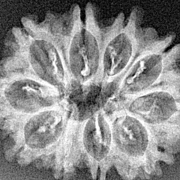 10 Mukhi Rudraksha 27.8mm 3gm - Xray